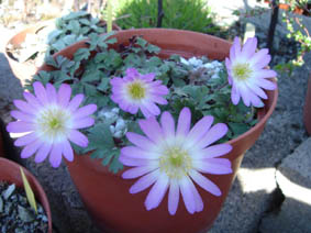 Anemone blanda 'rose'